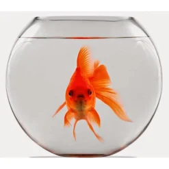 AMPOLLA BOCCIA PER PESCI IN VETRO 20 CM ACQUARIO PESCE ROSSO CENTROTAVOLA