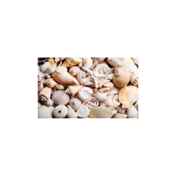 CONFEZIONE CONCHIGLIE MARE VERE ORNAMENTO PER ACQUARIO DECORAZIONI ARREDO