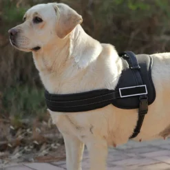 PETTORINA CINGHIA CANI CANE BARDATURA CINTURA IMBRAGATURA ADDESTRAMENTO