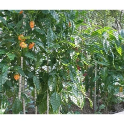 SET 3PZ RETE METALLICA PLASTIFICATA 0.5X3MT MAGLIA ESAGONALE 19MM RECINZIONE 020245