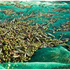 SET 3PZ RETE PER RACCOLTA OLIVE FRUTTA PIANTAGIONI 4X6MT RESISTENTE DUREVOLE VERDE 222272