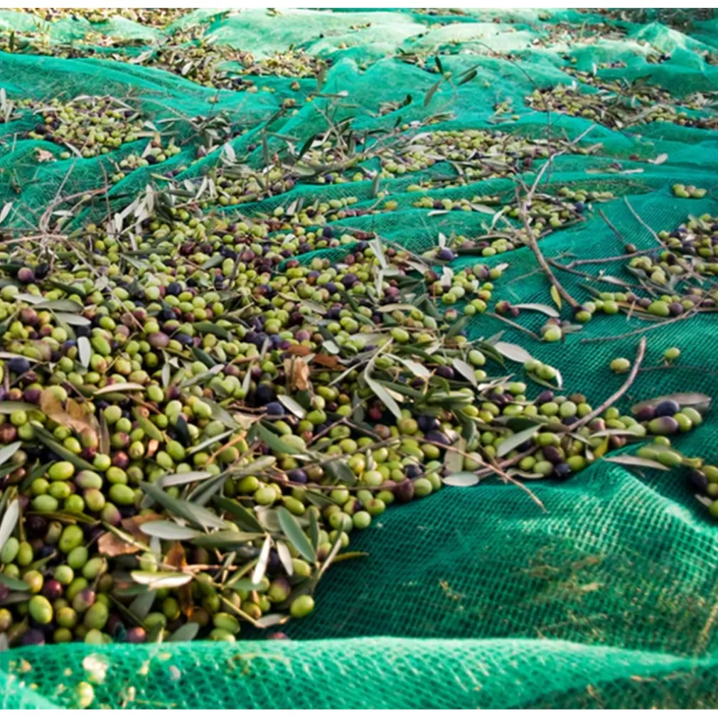 SET 3PZ RETE PER RACCOLTA OLIVE FRUTTA PIANTAGIONI 4X6MT RESISTENTE DUREVOLE VERDE 222272